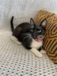 Mia