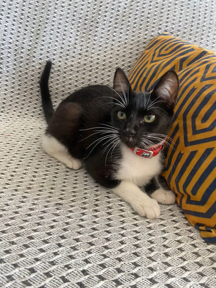 Gato ra a Srd idade 2 a 6 meses nome Mia