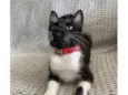 Mia