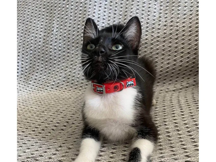 Gato ra a Srd idade 2 a 6 meses nome Mia