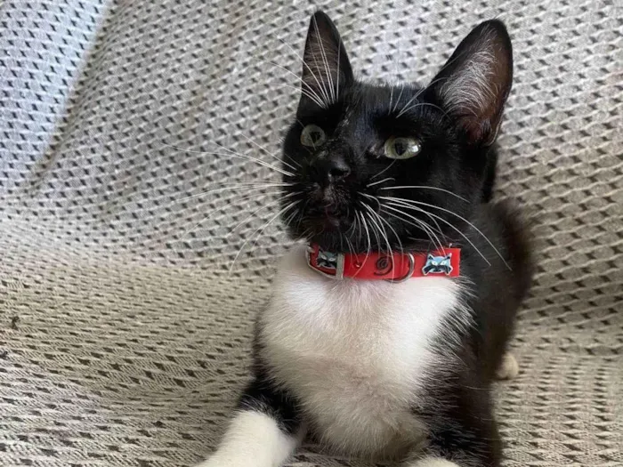 Gato ra a Srd idade 2 a 6 meses nome Mia