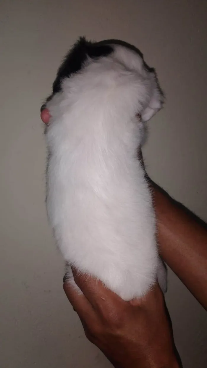 Cachorro ra a SRD-ViraLata idade Abaixo de 2 meses nome N tem Nome