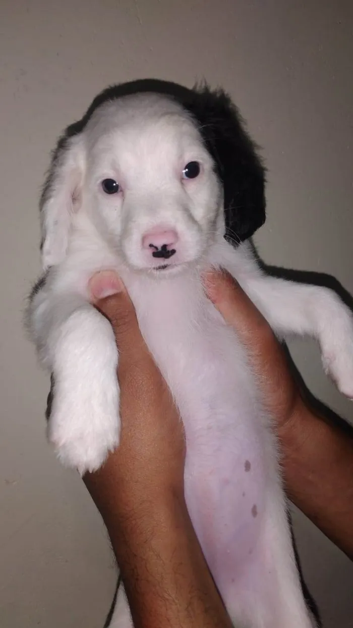 Cachorro ra a SRD-ViraLata idade Abaixo de 2 meses nome N tem Nome