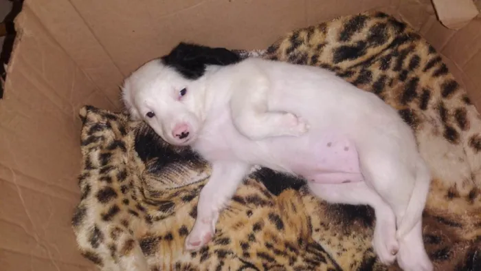 Cachorro ra a SRD-ViraLata idade Abaixo de 2 meses nome N tem Nome