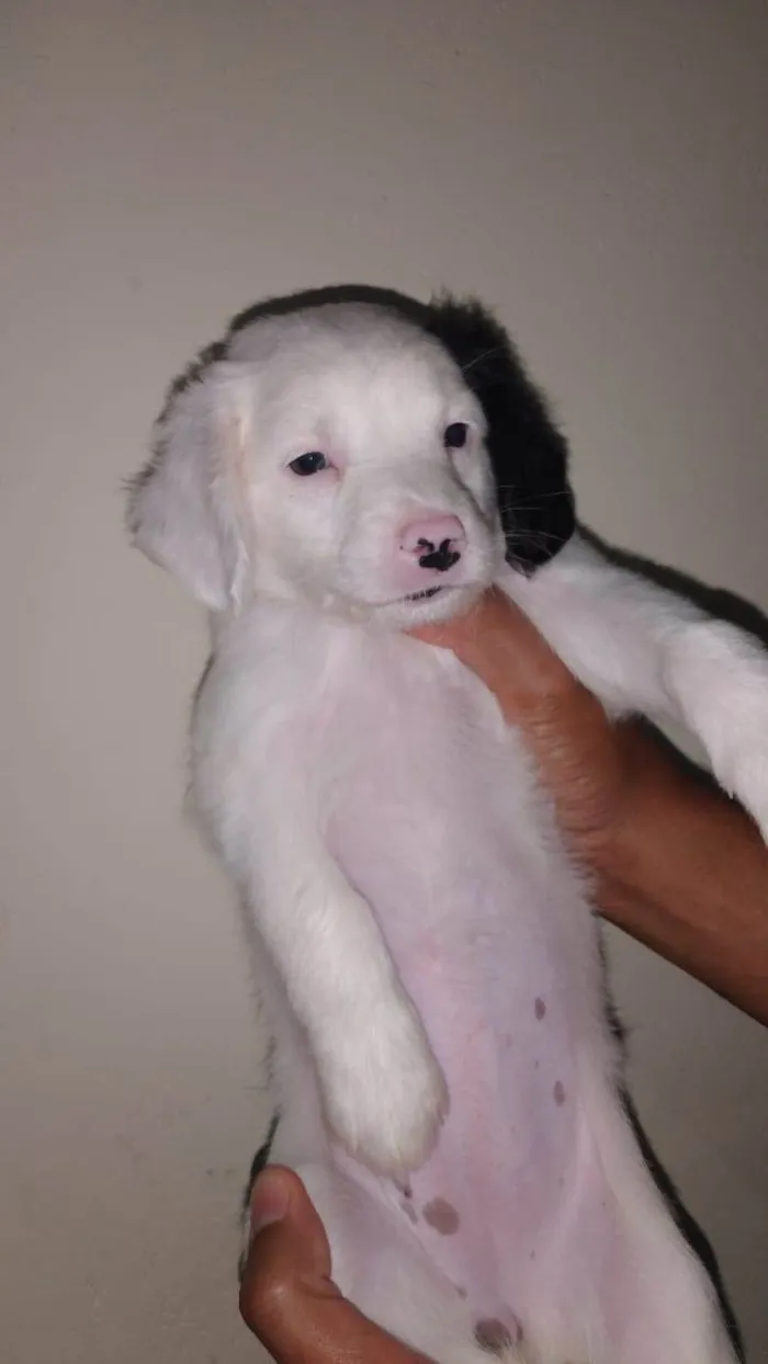 Cachorro ra a SRD-ViraLata idade Abaixo de 2 meses nome N tem Nome