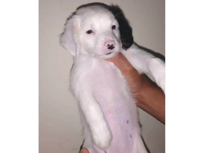 Cachorro ra a SRD-ViraLata idade Abaixo de 2 meses nome N tem Nome