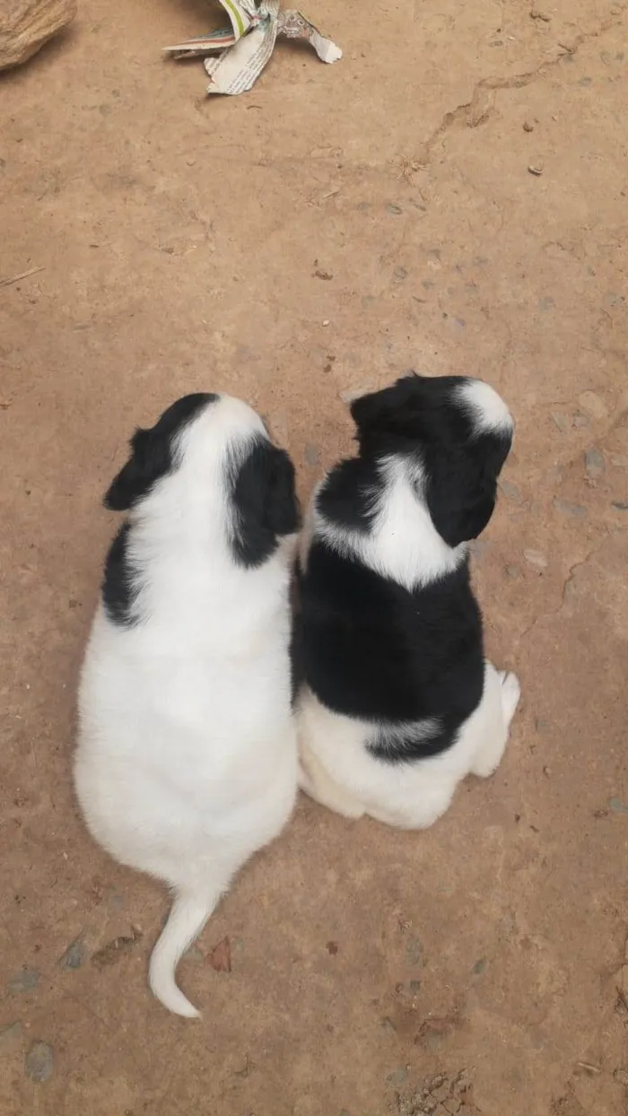 Cachorro ra a SRD-ViraLata idade Abaixo de 2 meses nome Sem Nome