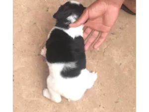 Cachorro raça SRD-ViraLata idade Abaixo de 2 meses nome Sem Nome