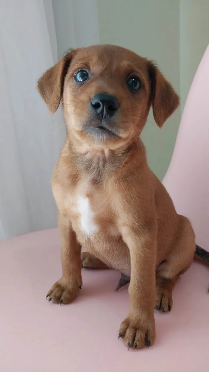 Cachorro ra a SRD idade Abaixo de 2 meses nome Romeu