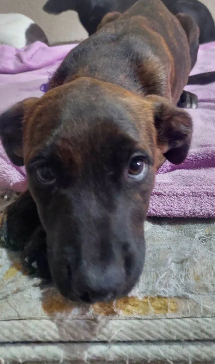Cachorro raça SRD-ViraLata idade 2 a 6 meses nome Balu/