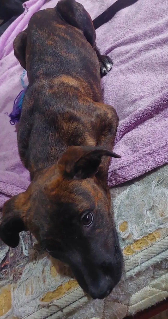 Cachorro raça SRD-ViraLata idade 2 a 6 meses nome Balu/