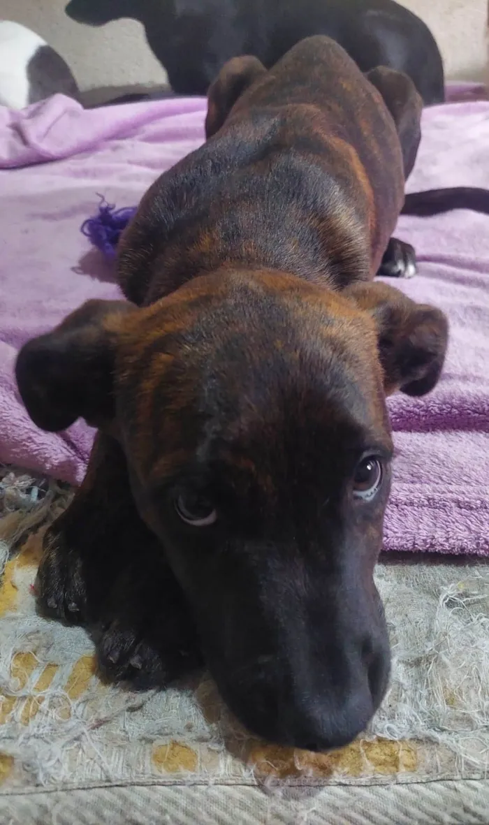Cachorro raça SRD-ViraLata idade 2 a 6 meses nome Balu/