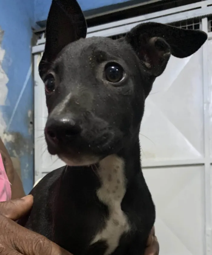 Cachorro ra a SRD-ViraLata idade 7 a 11 meses nome Não tem