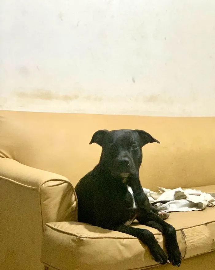 Cachorro ra a Pit-Bull idade 2 anos nome Duque