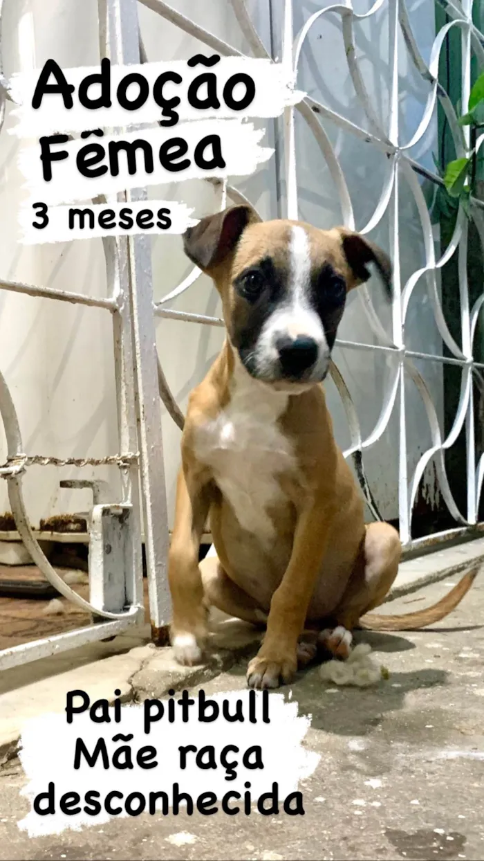 Cachorro ra a Pit-Bull idade 3 anos nome Nina