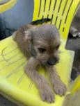 Pitoco
