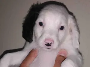 Cachorro raça SRD-ViraLata idade Abaixo de 2 meses nome N tem Nome