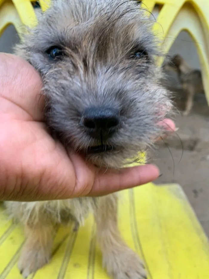 Cachorro ra a SRD-ViraLata idade  nome Pipo