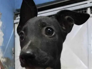 Cachorro raça SRD-ViraLata idade 7 a 11 meses nome Não tem