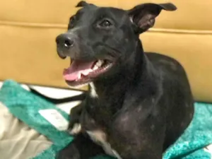 Cachorro raça Pit-Bull idade 2 anos nome Negrita