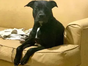 Cachorro raça Pit-Bull idade 2 anos nome Duque