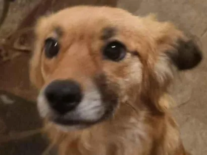 Cachorro raça Não tem , ele e caramelo  idade 2 anos nome Tico 