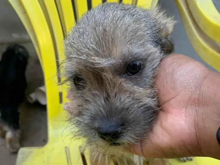 Cachorro ra a SRD-ViraLata idade  nome Pipo