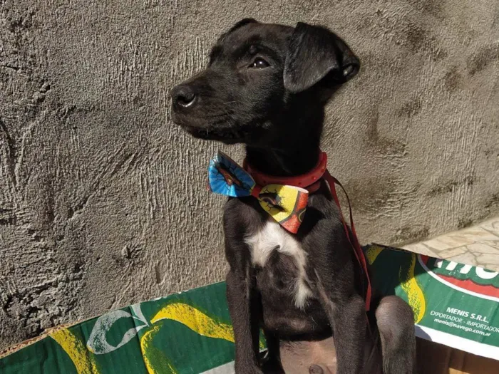 Cachorro ra a SRD idade 2 a 6 meses nome Sem nome 