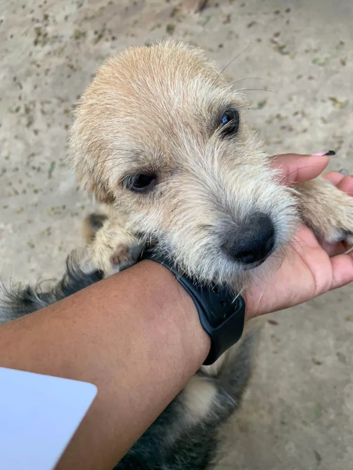 Cachorro ra a SRD-ViraLata idade 2 a 6 meses nome Kenin