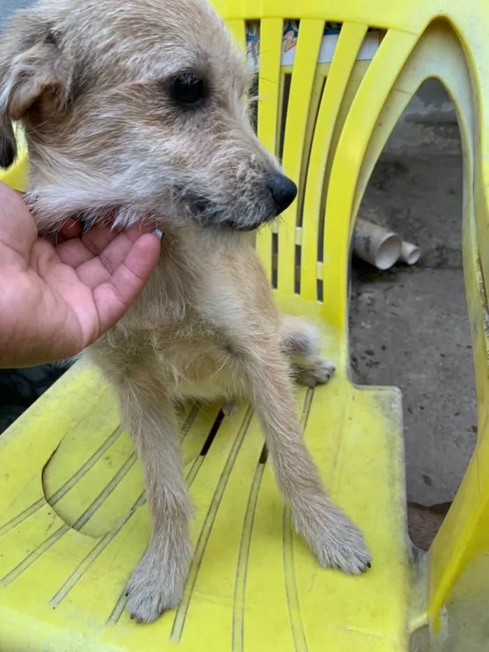 Cachorro ra a SRD-ViraLata idade 2 a 6 meses nome Kenin