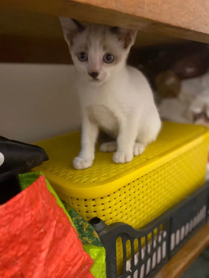Gato ra a Srd idade 2 a 6 meses nome Dudu