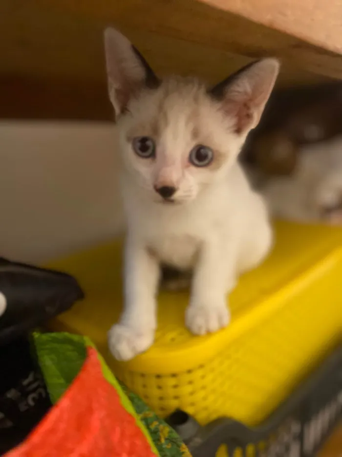 Gato ra a Srd idade 2 a 6 meses nome Dudu