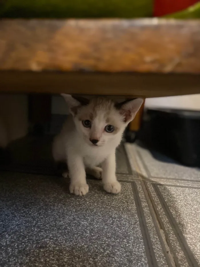 Gato ra a Srd idade 2 a 6 meses nome Dudu