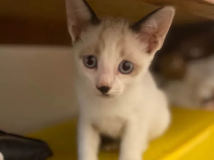 Gato ra a Srd idade 2 a 6 meses nome Dudu
