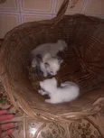 3 gatinhas fêmeas 