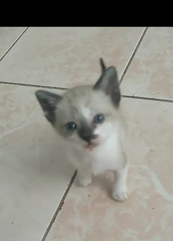 Gato ra a SRD-ViraLata idade 2 a 6 meses nome TIQUINHO
