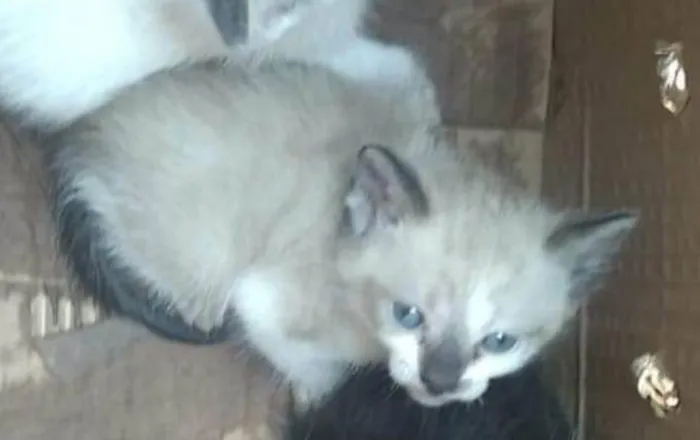 Gato ra a SRD-ViraLata idade 2 a 6 meses nome TIQUINHO