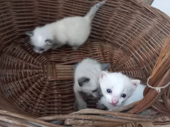 Gato ra a  idade Abaixo de 2 meses nome 3 gatinhas fêmeas 