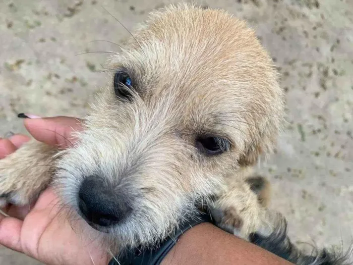 Cachorro ra a SRD-ViraLata idade 2 a 6 meses nome Kenin