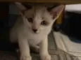 Dudu