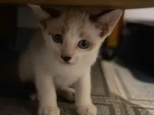 Gato raça Srd idade 2 a 6 meses nome Dudu