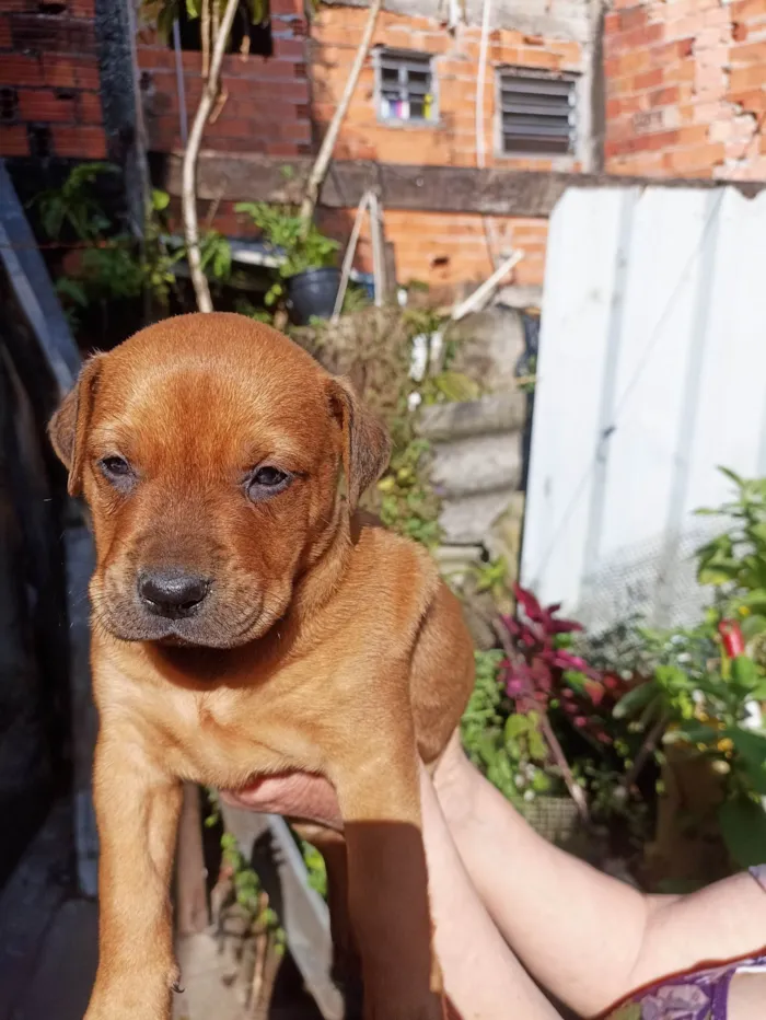 Cachorro ra a SRD idade Abaixo de 2 meses nome Sem nome 