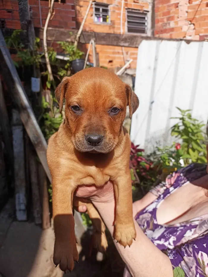 Cachorro ra a SRD idade Abaixo de 2 meses nome Sem nome 