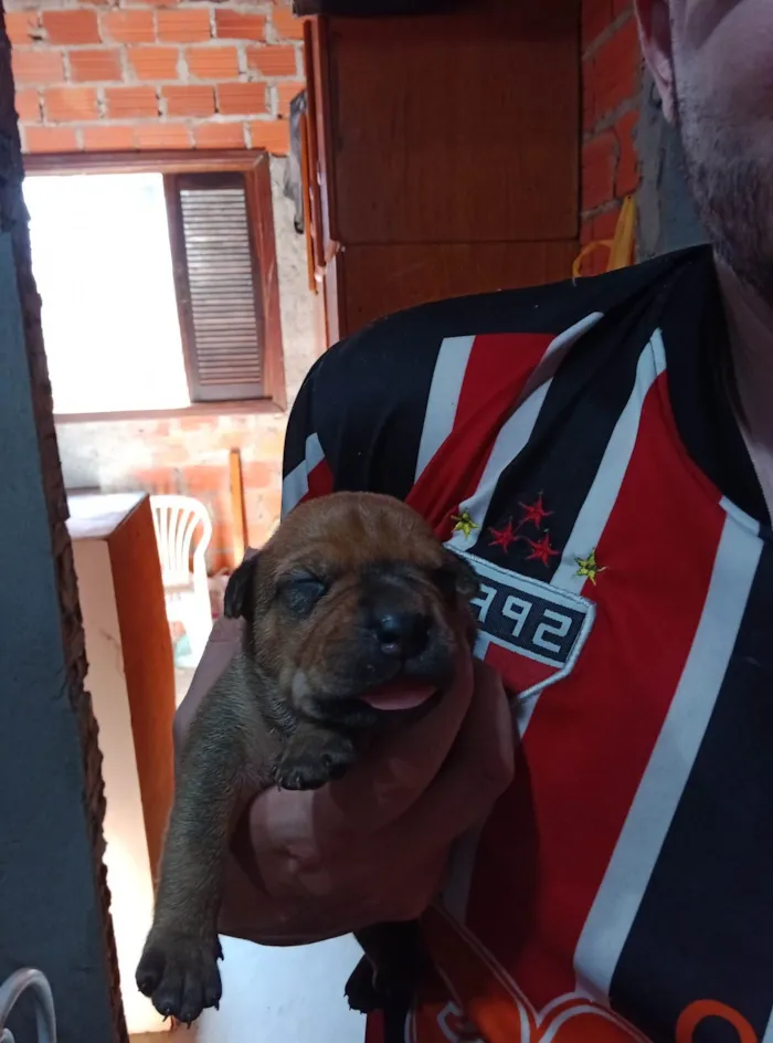 Cachorro ra a SRD idade Abaixo de 2 meses nome Sem nome 