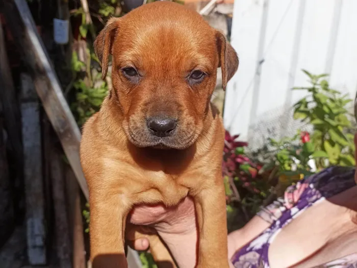 Cachorro ra a SRD idade Abaixo de 2 meses nome Sem nome 