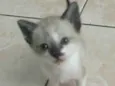 TIQUINHO