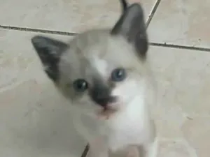 Gato raça SRD-ViraLata idade 2 a 6 meses nome TIQUINHO
