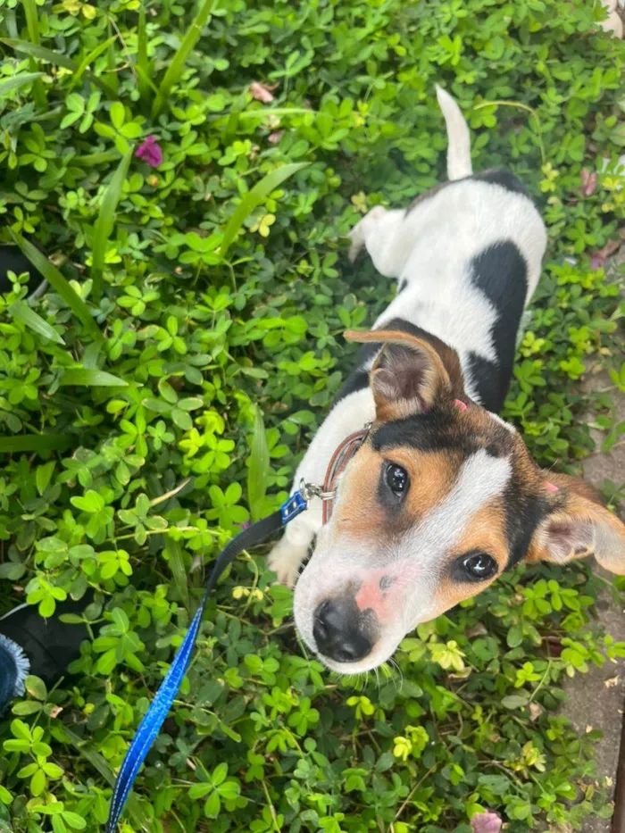 Cachorro ra a SRD-ViraLata idade 2 a 6 meses nome Tita