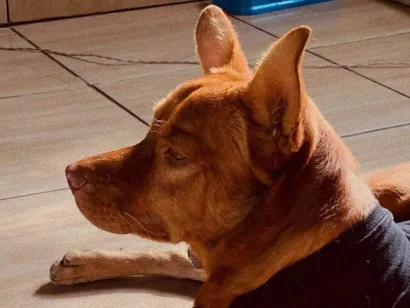 Cachorro raça SRD-ViraLata idade 1 ano nome Jhow