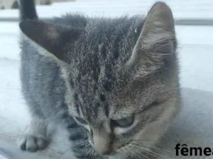 Gato raça SRD-ViraLata idade 2 a 6 meses nome Preciosa